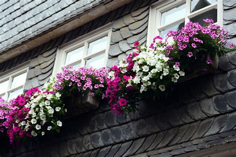 Petunia Balcony Flowers Garden - Free photo on Pixabay