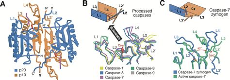 Caspase Activation Cell