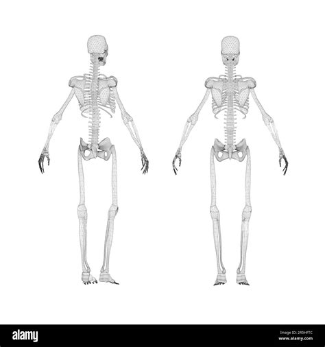 Set With Human Skeleton Wireframe From Black Lines Isolated On White