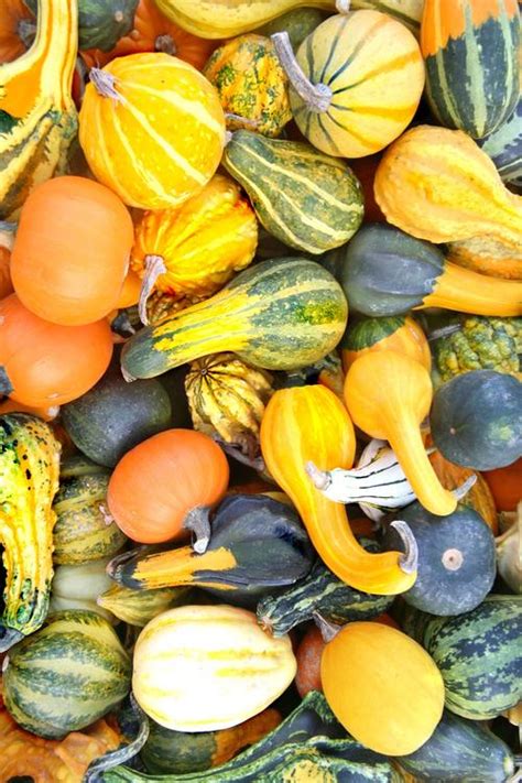 Vegetables Gourd Seeds Large Mix 10 Gourd Seeds Was Listed For R6