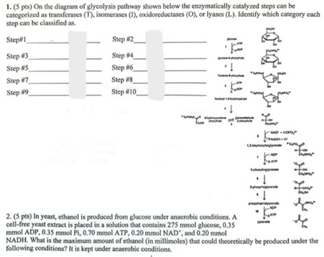 BIOCHEM Final Flashcards Quizlet