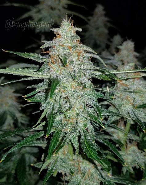 Fastbuds Gorilla Glue Auto Seeds Green Parrot