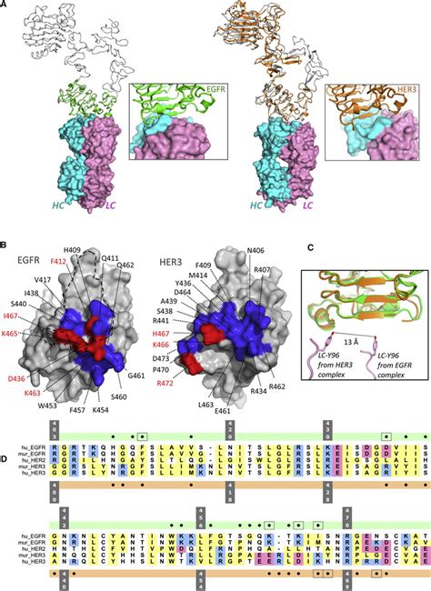 Crystal Structure Of Dl In Complex With Egfr Ecd Or Her Ecd A Dl