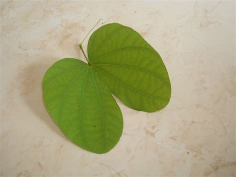 Dasara Apta leaves | narvekarvivek | Flickr