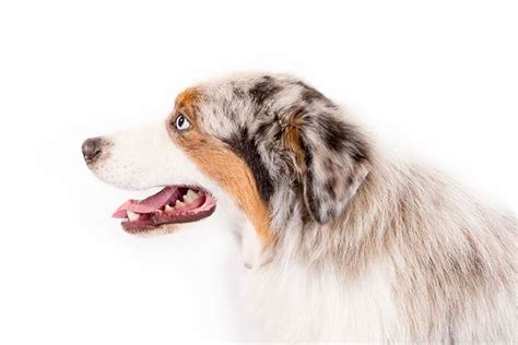 Australian Shepherd Dog Breed Information