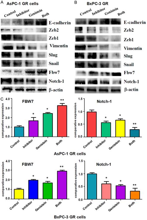 Effect Of Genistein And MiR 223 Inhibitor On EMT Markers Protein