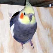 Breeding Cockatiels, how to breed cockatiels, cockatiel breeding ...