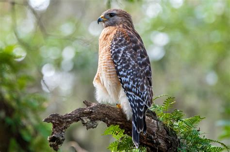 Red-Shouldered Hawk vs. Cooper’s Hawk: A Birdwatcher’s Guide