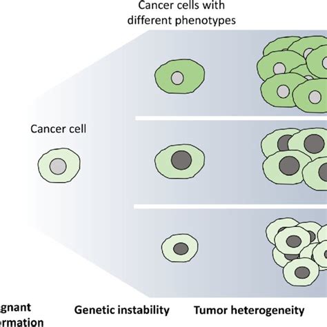 The Clonal Or Stochastic Cancer Development Model In The Clonal Model