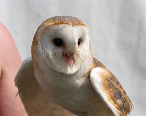 Род сипухи. Фото, распространение и описание птиц