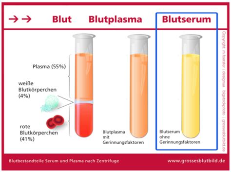 Blut Karteikarten Quizlet