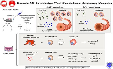 Chemokine Ccl Promotes Type T Cell Differentiation And Allergic