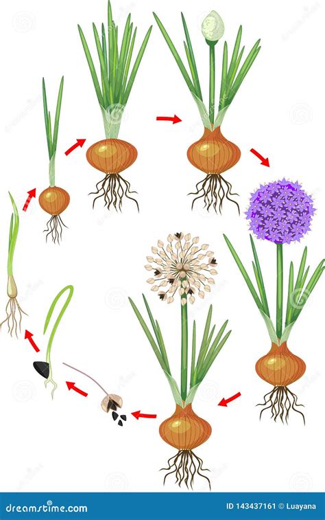 Onion Plant Growth Stages Ripening Period The Life Cycle Of The