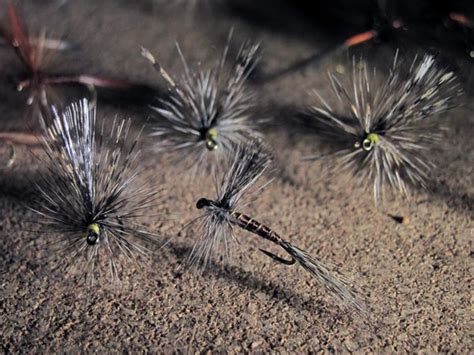 Mosca Seca Ef Mera Con Pluma De Le N Y Anzuelo Sin Muerte Pesca Con