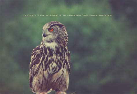 Wildlife Photography - Red Eyed Owl