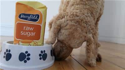 Added Sugar Dog Treat Is Bad - HEALTHY DOG TREATS