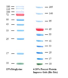 GoldBand 3 color Regular Range Protein Marker 10 180 kDa 三色预染蛋白质分子量标准