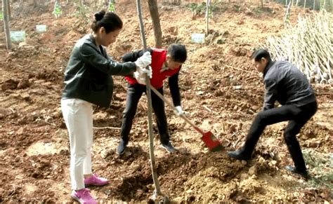 不负春光添新绿，江夏计划造林3000亩活动义务市民