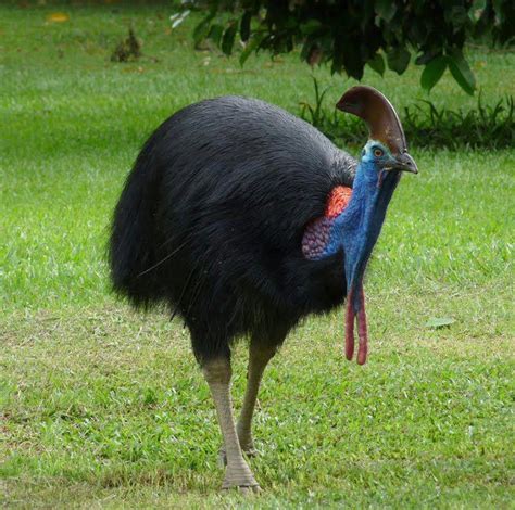 Casuario Cassowary Bird Deadly Animals Birds