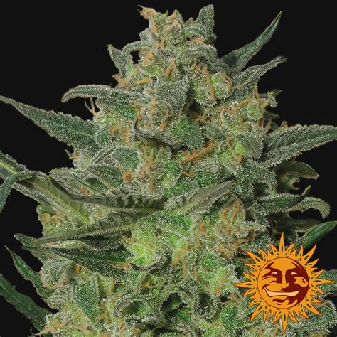 ! LSD Cannabis Seeds | Official Barneys Farm Website