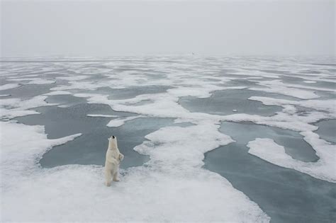 17 Amazing Aerial Photos Of Animals Nature Photographs National