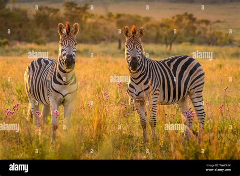 Zebra Herd On The Savanna At Sunset Welgevonden Game Reserve South