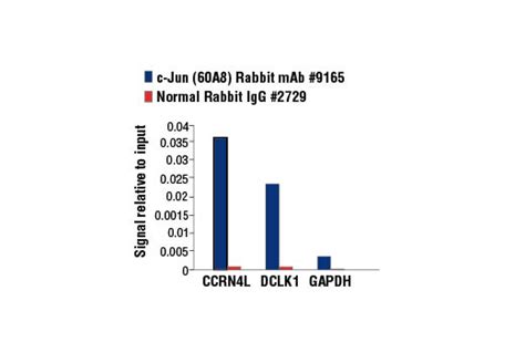 C Jun 60A8 Rabbit MAb Cell Signaling Technology