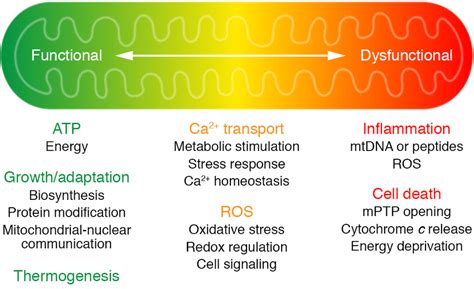 Mitochondrial Function