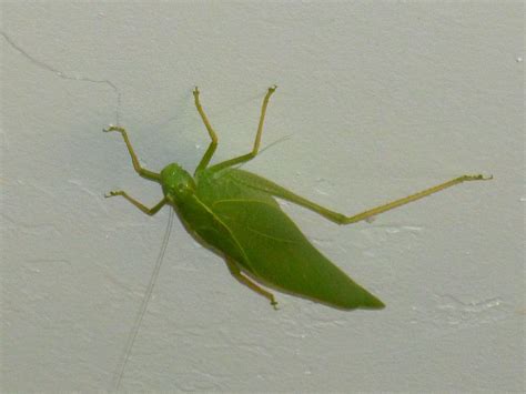 Cameron Hansen Kabar: What Kind Of Bug Looks Like A Leaf