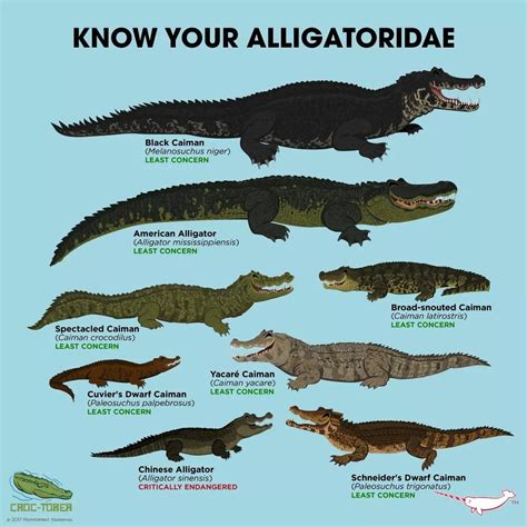 Alligator Vs Crocodile Vs Caiman