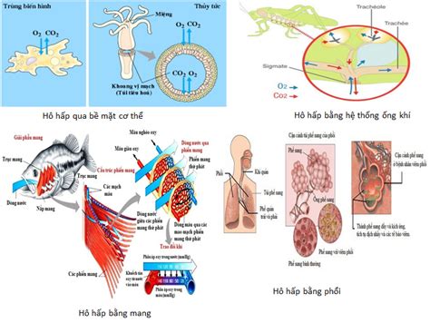 Sinh học 11 Bài 17: Hô hấp ở động vật