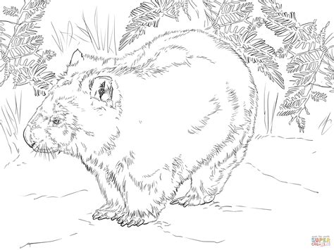 Wombat From Australia Coloring Page Free Printable Coloring Pages