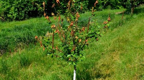 How to Plant, Grow and Care For Weeping Cherry Trees