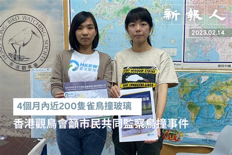 4個月內近200隻雀鳥撞玻璃 香港觀鳥會籲市民共同監察鳥撞事件 新報人