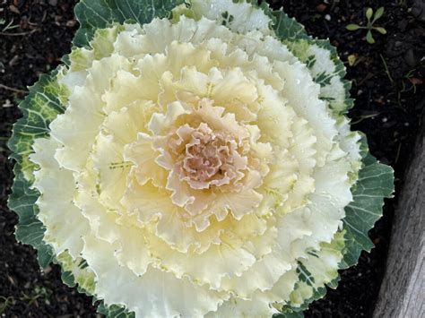 Growing Winter Ornamental Cabbage – St. Supéry Estate Vineyards & Winery