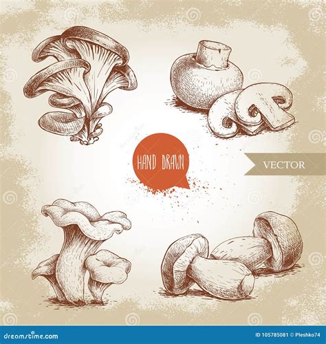 Hand Drawn Sketch Style Mushrooms Compositions Set Champignon With