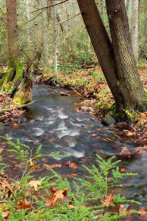 Free Images Tree Water Nature Forest Creek Wilderness Leaf