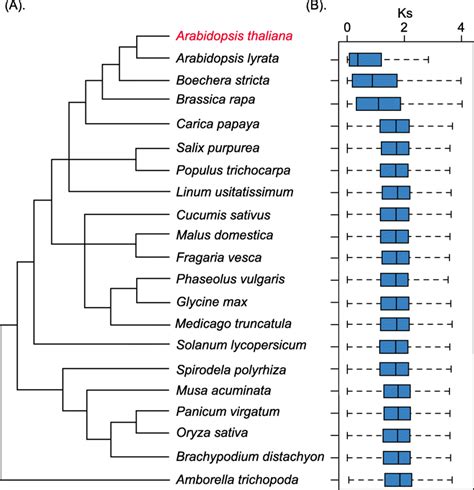 A The Phylogenetic Tree Of The 21 Species Presented In This Study B