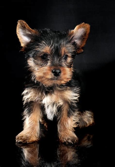 Black Yorkie Terrier