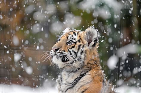 Premium Photo | A tiger cubs wonder in the snow