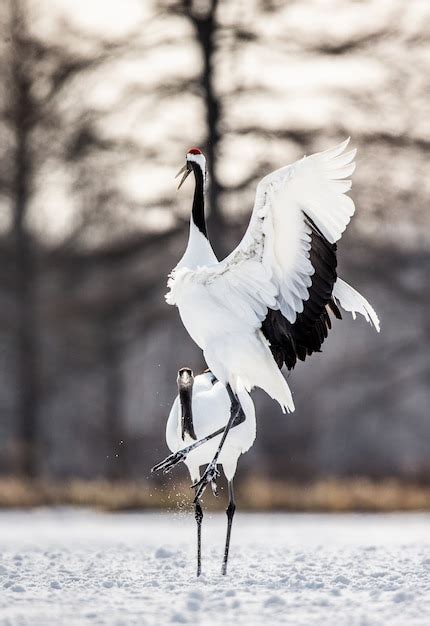 Photos Oiseaux Grues 96 000 photos de haute qualité gratuites