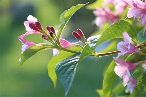 Weigela Ornamental Shrub - Free photo on Pixabay