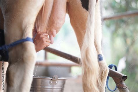 Cow Teat Being Milked In Dairy Farm Milking Of Cattle Stock Photo