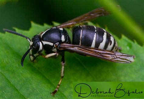 Bald Faced Hornet Sting Essential Facts And Remedies Whats That Bug