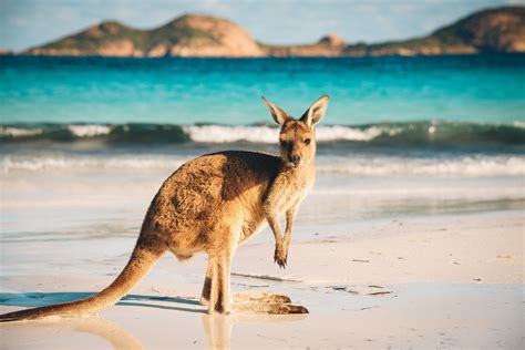 30 Reasons Why We Love Living In Australia