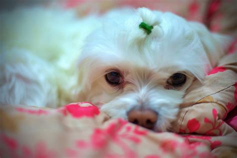 Maltese Breed Guide Care Training History And More Firstvet