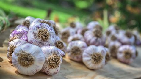 Garlic Companion Planting Best Plants To Grow Alongside It Homes And Gardens