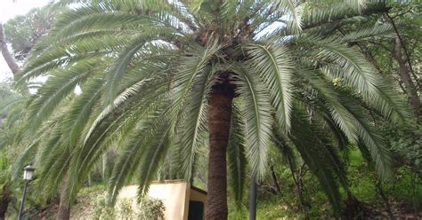 Diferencias Entre Palmera Datilera Y Palmera Canaria Plantas Riomoros