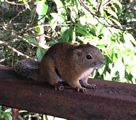 Horsetail Squirrel Ranau Sabah Mammals Of Borneo