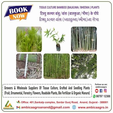 Tissue Culture Balkua Bamboo Plants At Rs 35piece Forestry Plants In